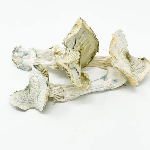 albino treasure coast mushrooms