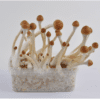 B+ Magic mushrooms grow kit 