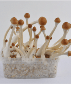B+ Magic mushrooms grow kit 