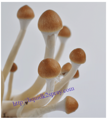 magic mushrooms grow kit california