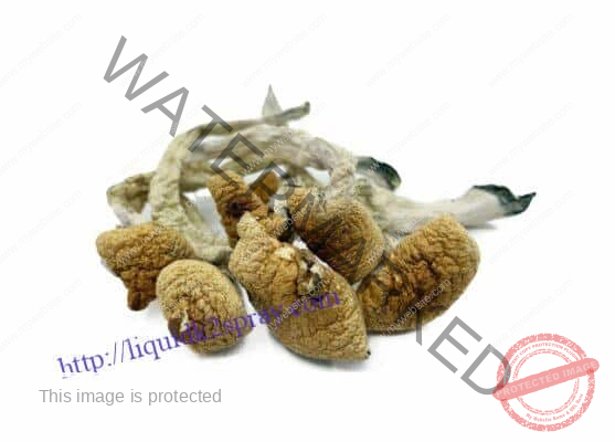 Lizard King Magic mushroom for sale