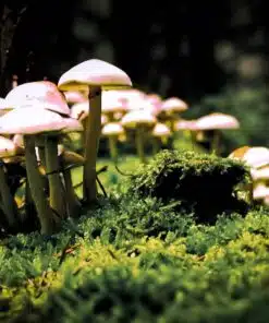 MAGIC TRUFFLES