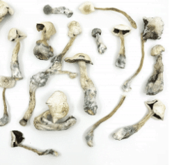 albino mushroom strain
