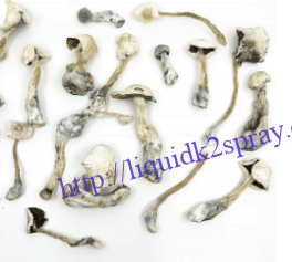 albino mushroom strain