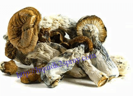 Dried Trinity mushroom