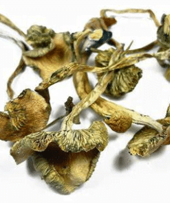 golden teacher mushrooms dried