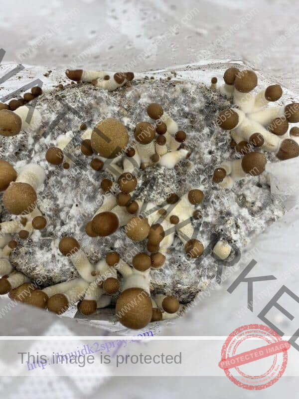 Magic Mushroom Grow Kit