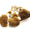 dried Golden Mammoth mushroom