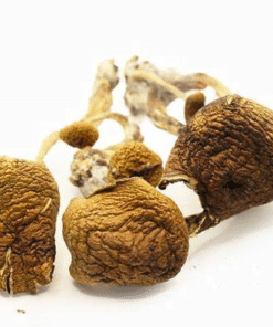 dried Golden Mammoth mushroom