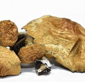 mazatapec mushroom