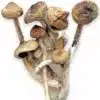 buy psilocybin mushrooms online